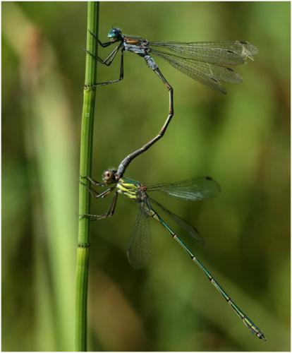 Lestes sp.