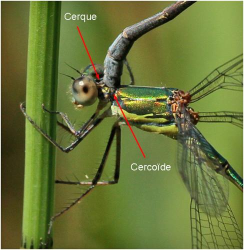 Réf. 192 289 : Lestes sp.