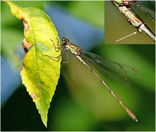 Chalcolestes viridis