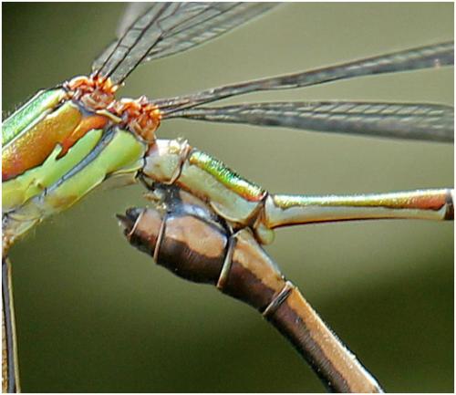 Chalcolestes viridis