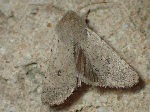 Réf. 192 662 : Orthosia cruda
