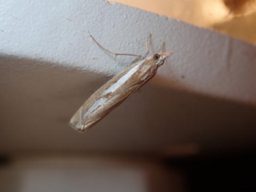 Catoptria (mytilella-corsicellus)