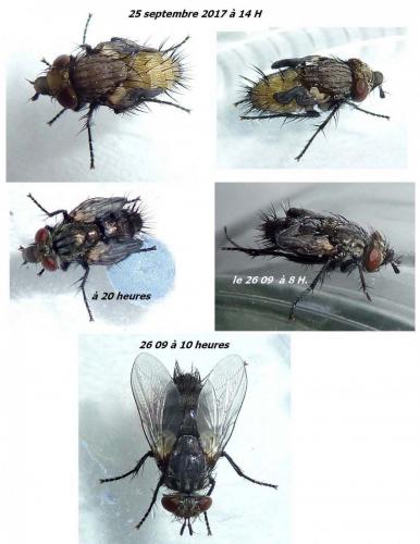 Réf. 192 357 : Voria ruralis