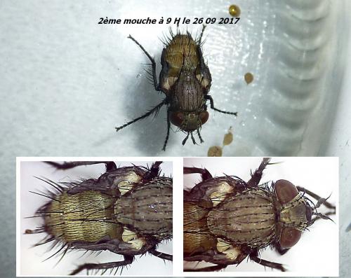 Réf. 192 358 : Voria ruralis