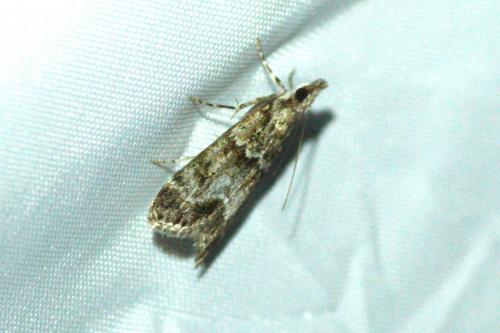 Eudonia mercurella