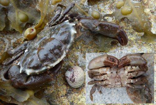 Xantho hydrophilus
