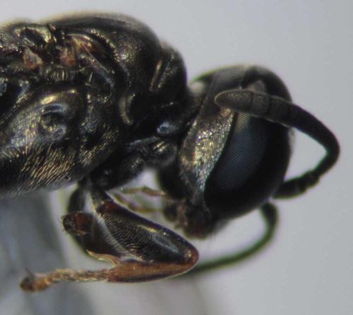Trypoxylon clavicerum