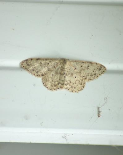 Réf. 192 898 : Scopula marginepunctata