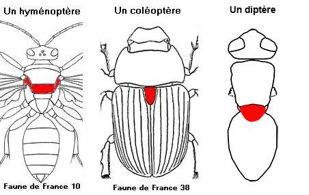 Indéterminé