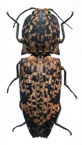 Réf. 192 950 : Cryptalaus sordidus