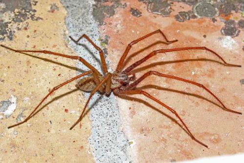 Eratigena atrica
