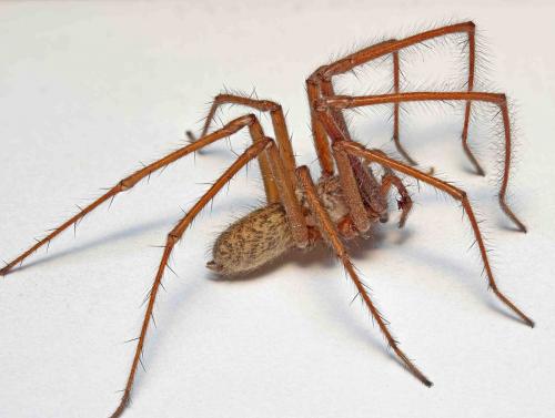 Eratigena atrica