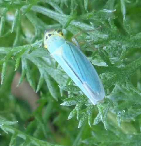 Réf. 192 004 : Cicadella viridis
