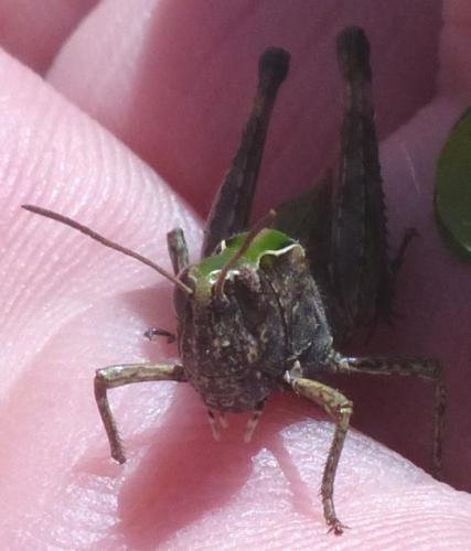 Omocestus rufipes