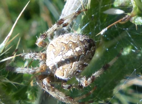 Araneus diadematus