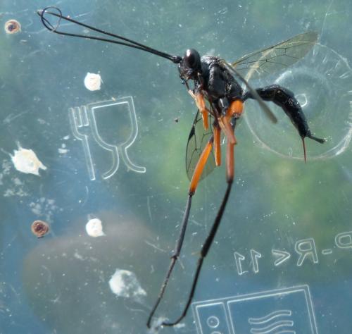 Exetastes calobatus