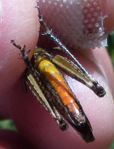 Omocestus rufipes