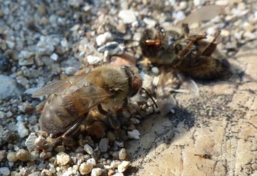 Réf. 192 523 : Apis mellifera