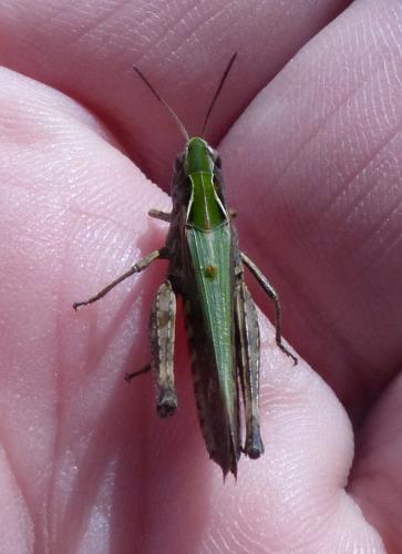 Omocestus rufipes