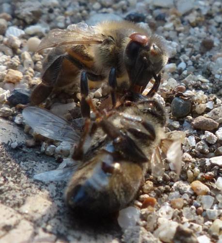 Réf. 192 522 : Apis mellifera