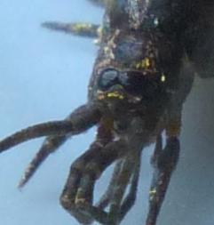 Dilta sp.