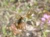 Agelena labyrinthica