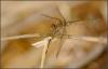 Sympetrum meridionale