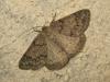 192180 – Photo : The Ghost Nightjar – France (56)