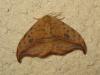 192179 – Photo : The Ghost Nightjar – France (56)