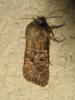 192980 – Photo : The Ghost Nightjar – France (56)