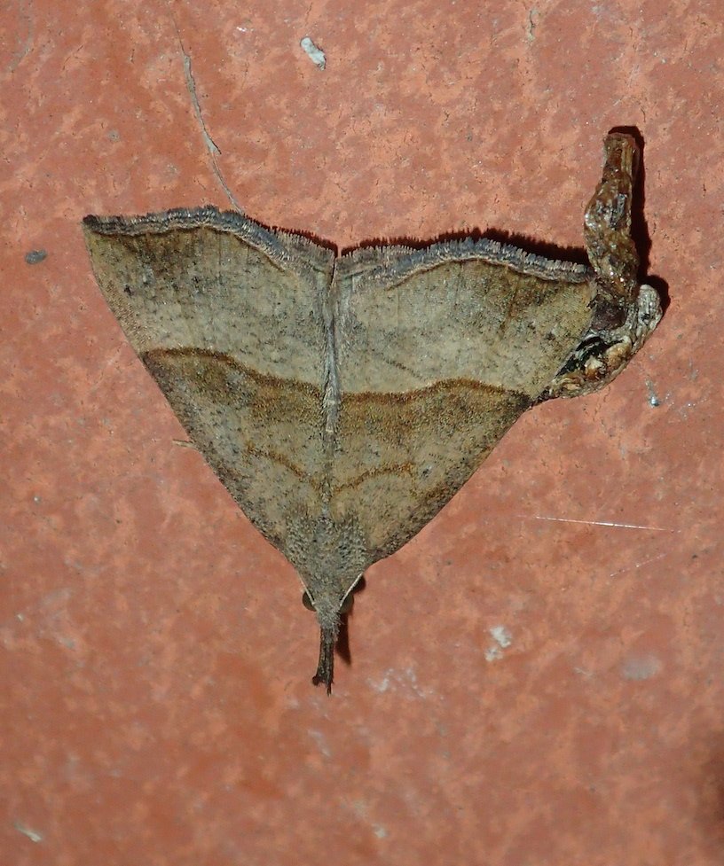 Catherine Reymonet-Smitten - Hypena proboscidalis - réf. 192242 (816 x 977 pixels, 158 ko)