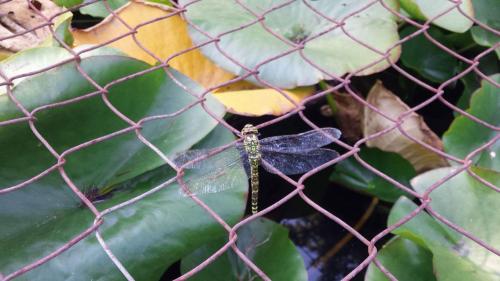 Aeshna cyanea