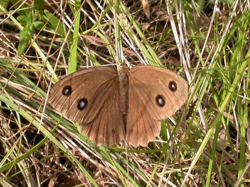 Minois dryas