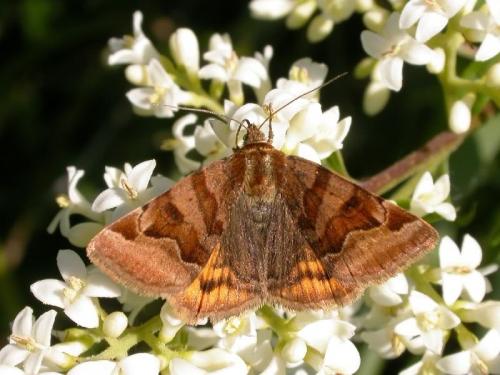 Réf. 193 913 : Euclidia glyphica