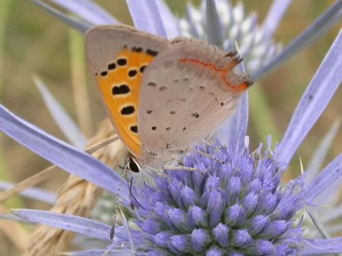 Lycaena phlaeas