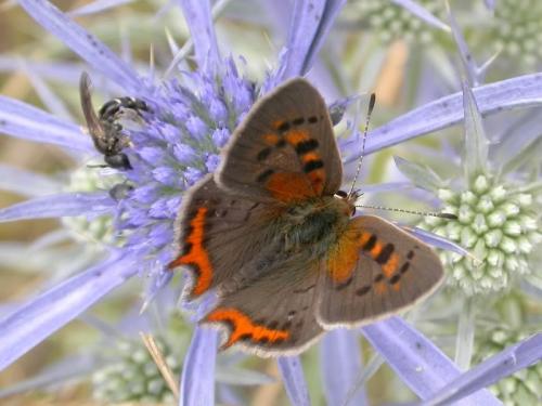 Lycaena phlaeas