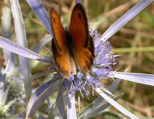 Réf. 193 193 : Coenonympha pamphilus