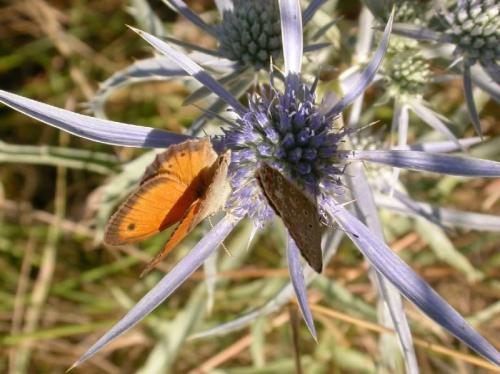 Réf. 193 192 : Coenonympha pamphilus