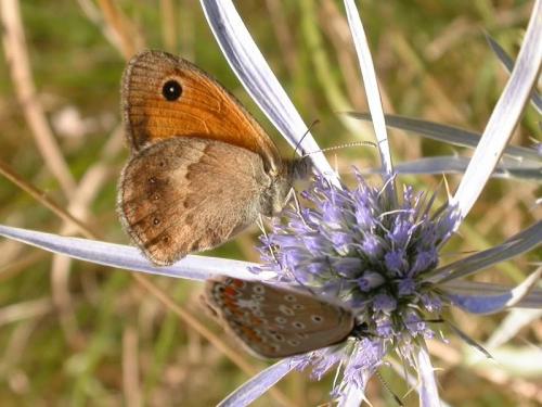 Réf. 193 191 : Coenonympha pamphilus