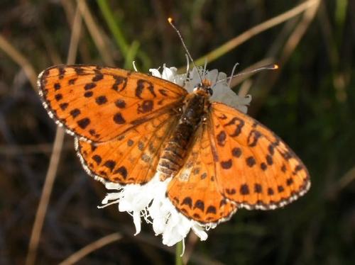 Réf. 193 458 : Melitaea didyma
