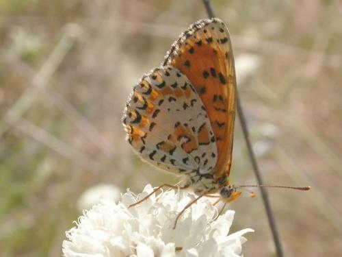 Melitaea didyma