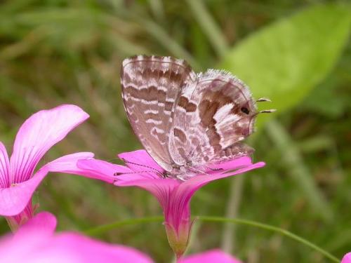 Réf. 193 461 : Cacyreus marshalli