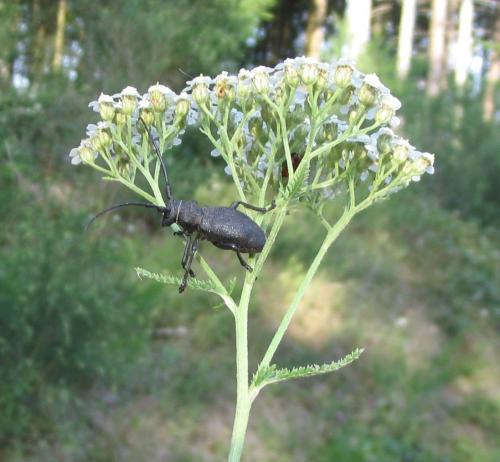 Morimus asper