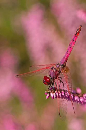 Trithemis annulata
