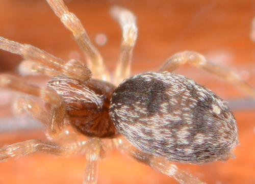 Dictyna sp.