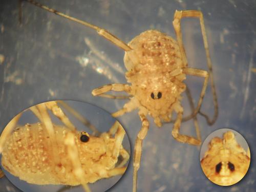 Paroligolophus meadii