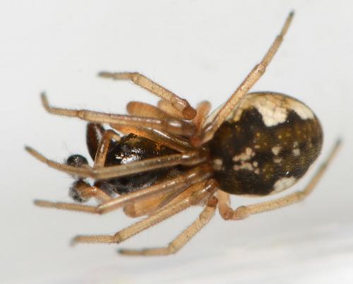 Pachygnatha degeeri