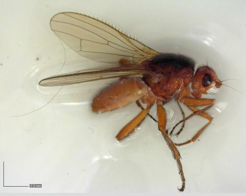 Scoliocentra villosa
