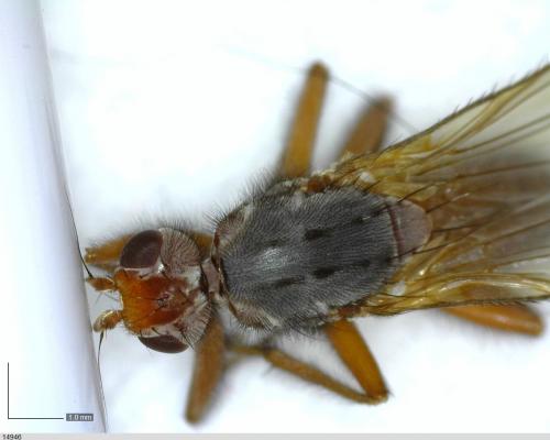Scoliocentra villosa