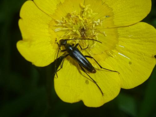 Rutpela nigra
